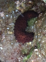 Holothuria sanctori