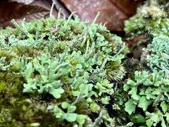Cladonia ochrochlora