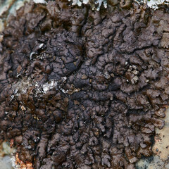 Umbilicaria torrefacta