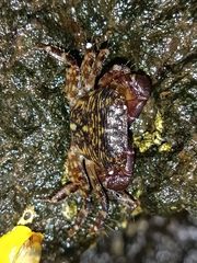 Pachygrapsus transversus