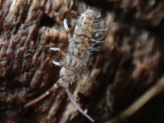 Orchesella villosa