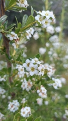 Escallonia virgata