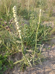 Pterocaulon