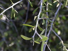 Schaefferia cuneifolia