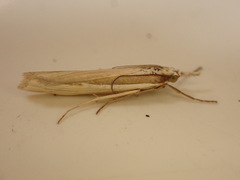Orocrambus ramosellus