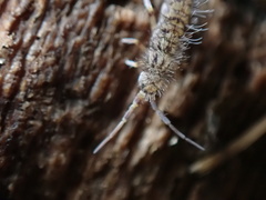 Orchesella villosa
