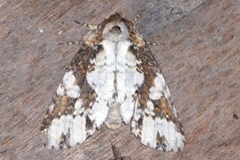 Disphragis tharis