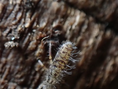 Orchesella villosa