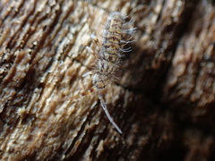 Orchesella villosa