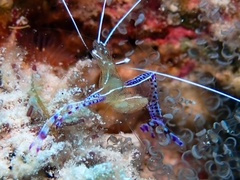 Ancylomenes pedersoni