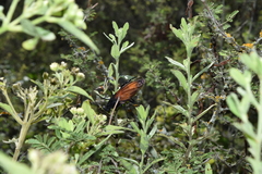 Protomydas rubidapex