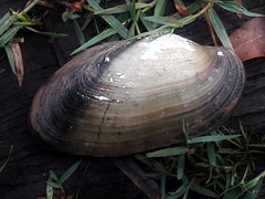 Anodontites trapesialis