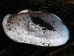 Anodontites trapesialis