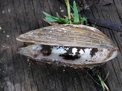 Anodontites trapesialis