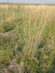 Andropogon lateralis
