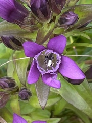 Gentianella germanica