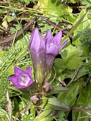 Gentianella germanica