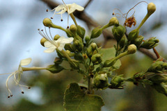Clerodendrum phlomidis