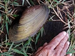 Anodontites trapesialis