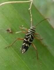 Megacyllene panamensis