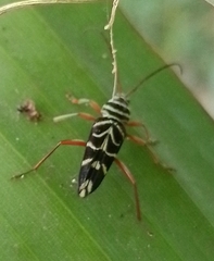 Megacyllene panamensis