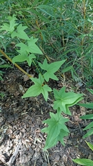 Dioscorea brachybotrya