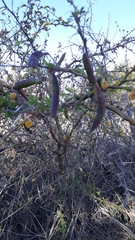 Vachellia farnesiana