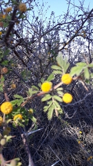 Vachellia farnesiana
