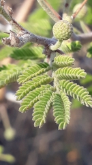 Vachellia farnesiana