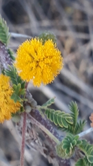 Vachellia farnesiana