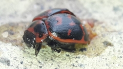 Platyphora congregata