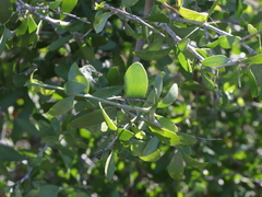 Schaefferia cuneifolia