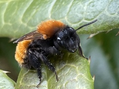 Andrena fulva