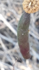 Vachellia farnesiana