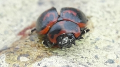 Platyphora congregata