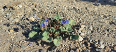 Phacelia campanularia campanularia