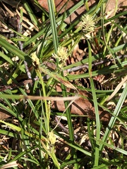 Carex pedunculata