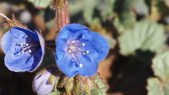 Phacelia campanularia campanularia