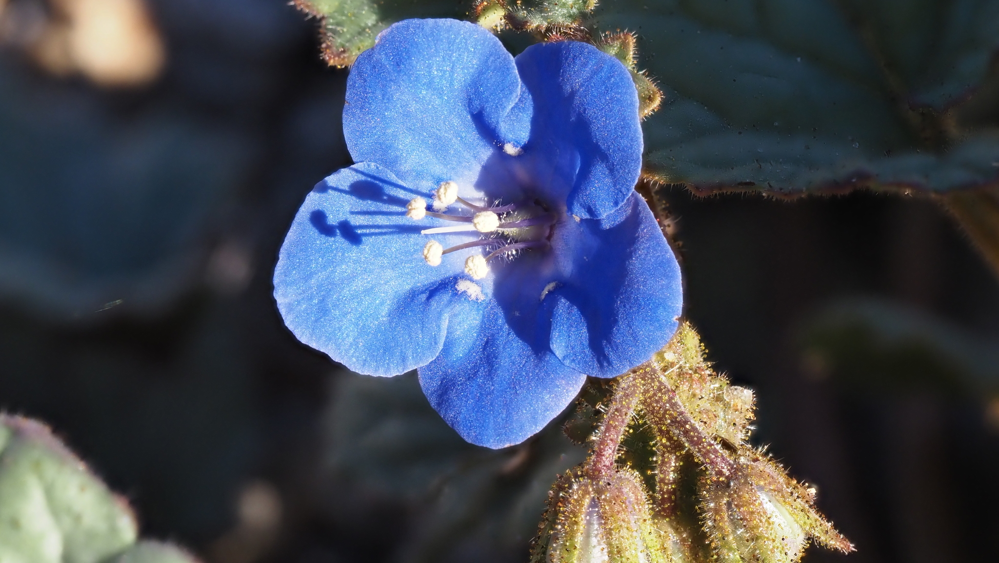 Phacelia campanularia A.Gray