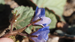 Phacelia campanularia campanularia