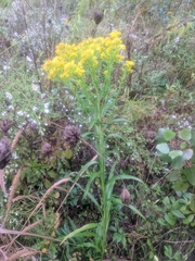 Solidago riddellii