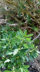 Gaultheria tenuifolia