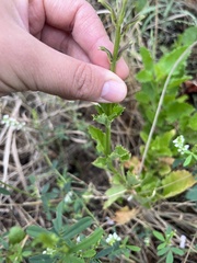 Pitraea cuneato-ovata