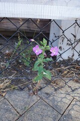 Epilobium hirsutum