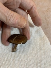Laccaria trullisata