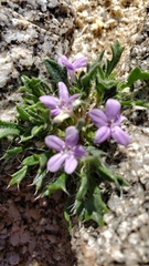 Langloisia setosissima setosissima