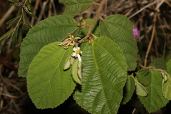 Grewia latifolia