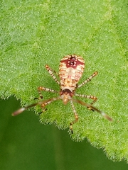 Hypselonotini