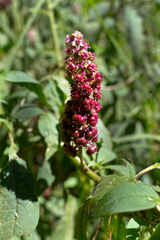 Phytolacca rugosa