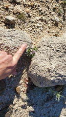 Langloisia setosissima setosissima